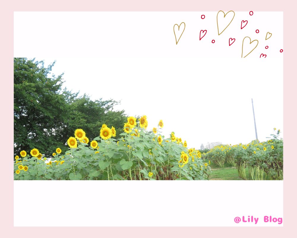 エンゼルドーム近くに咲いているひまわり畑 夏