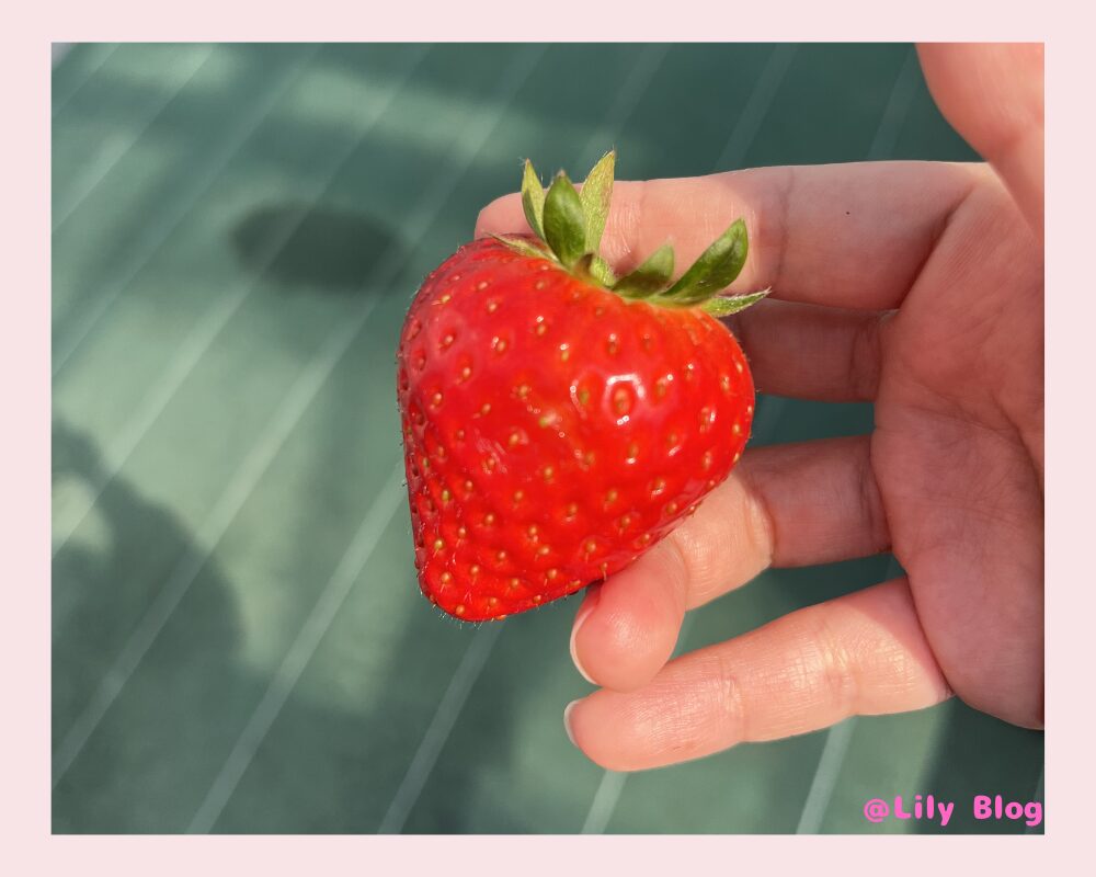 ヒロファーム 取れたいちご いちご狩り