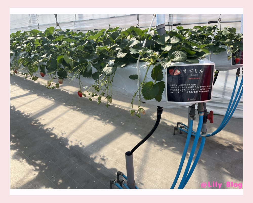 ヒロファーム いちごの高設栽培